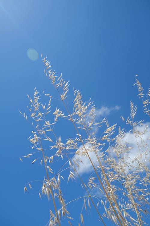 Free stock photo of blue skies, blue sky, cloud Stock Photo