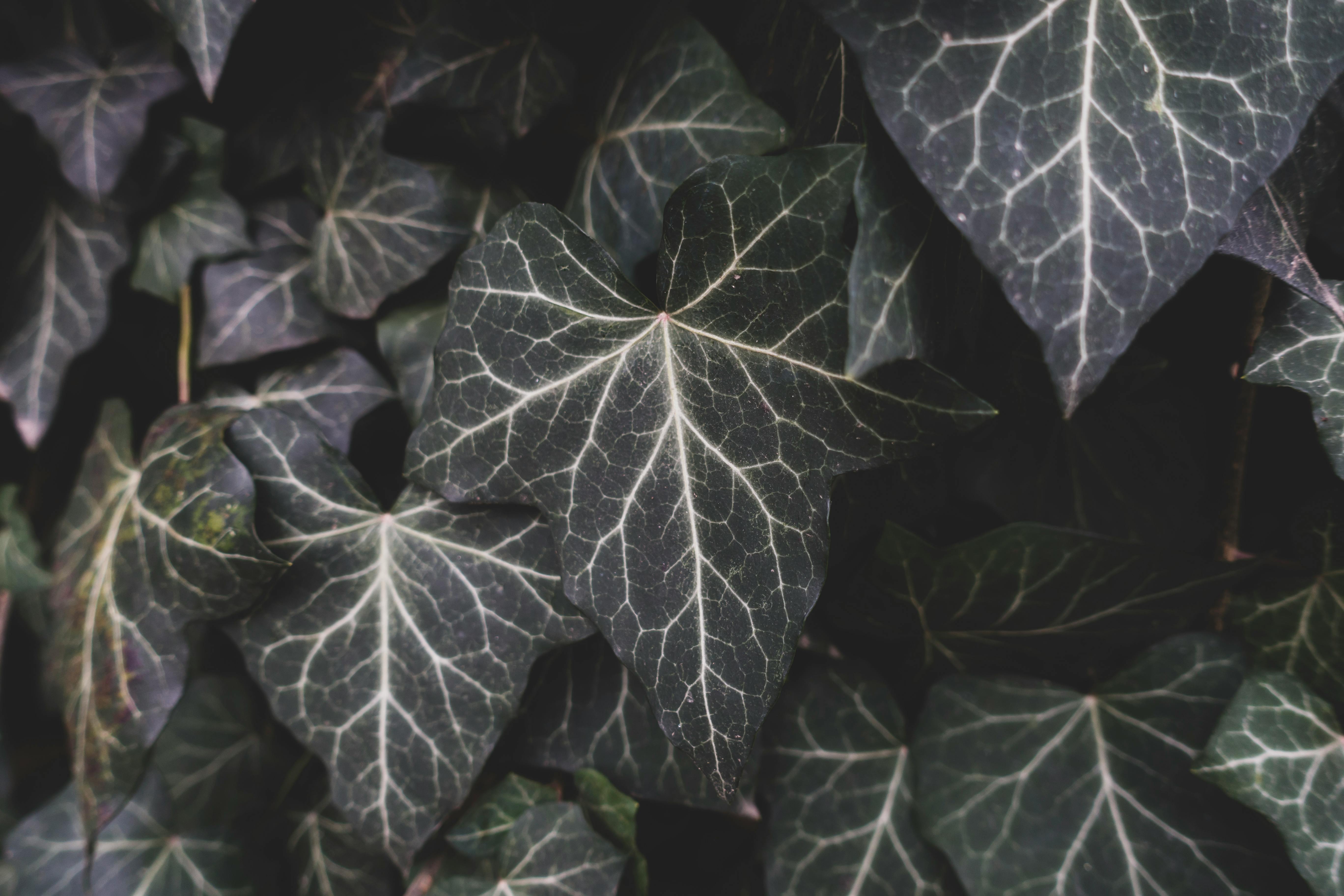 Green and Purple Plant Leaves · Free Stock Photo