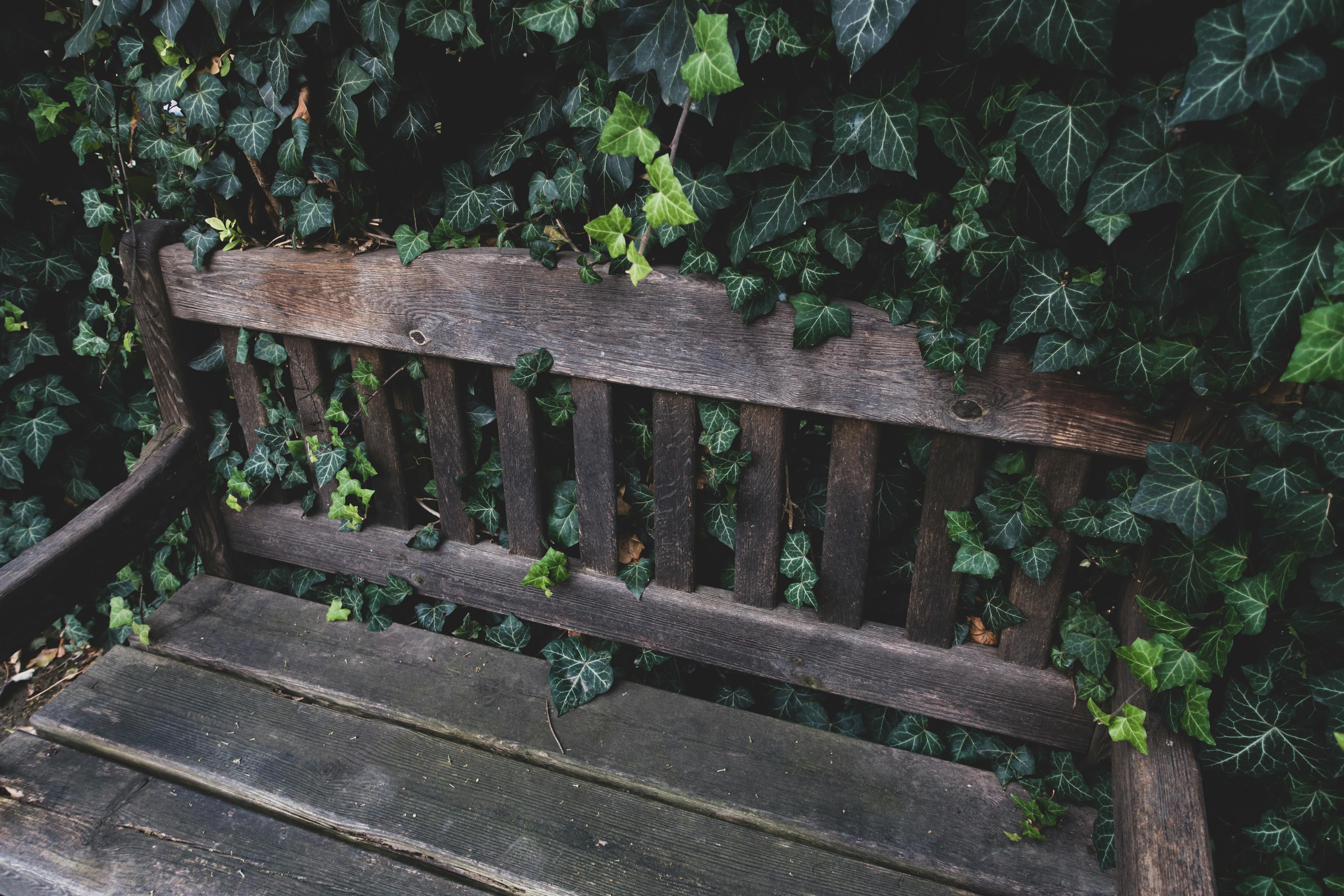 Gratuit Imagine de stoc gratuită din acoperită cu iederă, armonios, banc rustic Fotografie de stoc