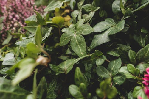 Close-Up of Green Plants