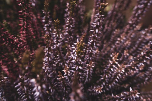 無料 カルーナ, ヘザー, 植物の無料の写真素材 写真素材
