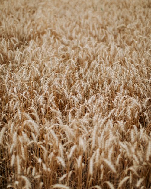Free A close-up view of a ripe wheat field, showcasing golden spikes under natural daylight. Stock Photo