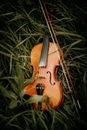 Violin on Grass