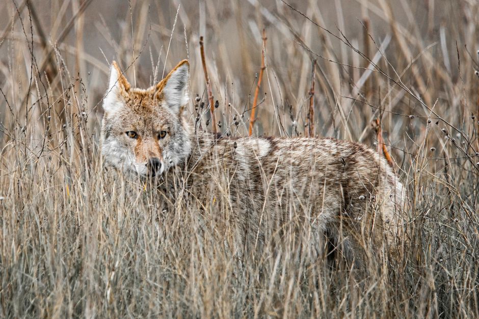 coyote removal near me Claremont coyote removal Claremont