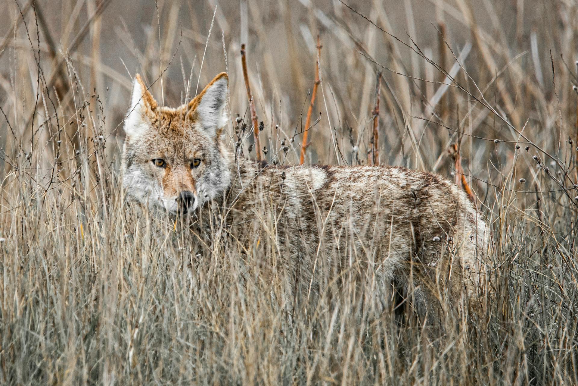 Coyote Hiding in High Dry Grass