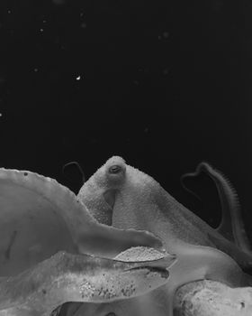 Black and white close-up of an octopus displaying intricate beauty in nature.