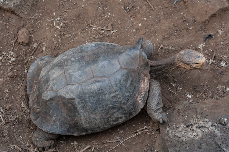 Giant Tortoise Crawling On The Ground