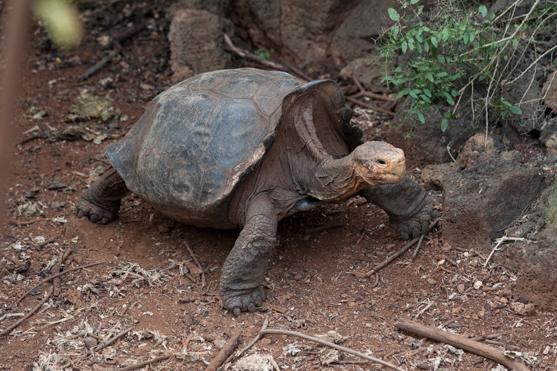 Brown Turtle on Brown Soil