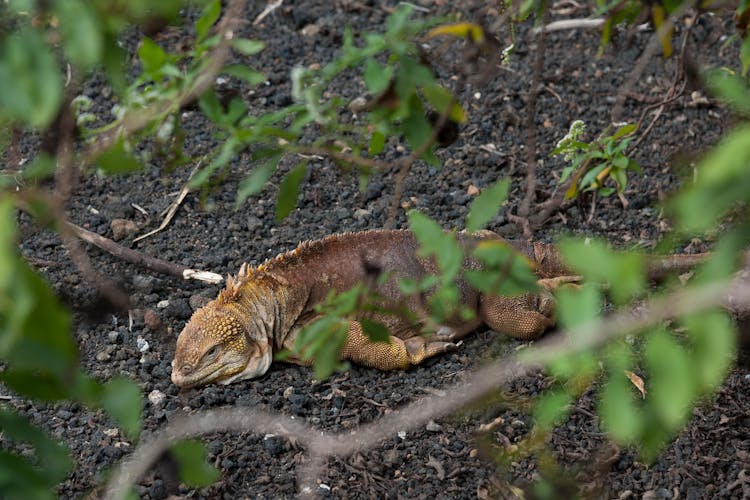 Galapagos Land Iguana On The Ground 