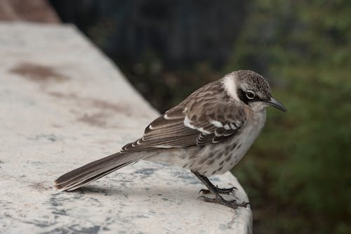 Foto stok gratis bangsa burung, binatang, burung