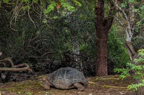 Turtle in Forest in Wild Nature