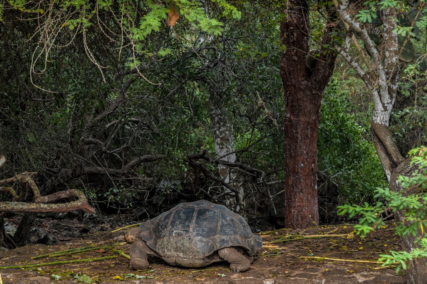 A Galapagos giant tortoise resting in dense green forest in Ecuador