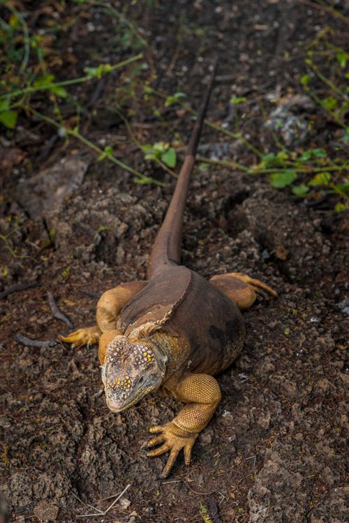 Free Close-up shot of a Galapagos land iguana on soil, showcasing its details and habitat. Stock Photo