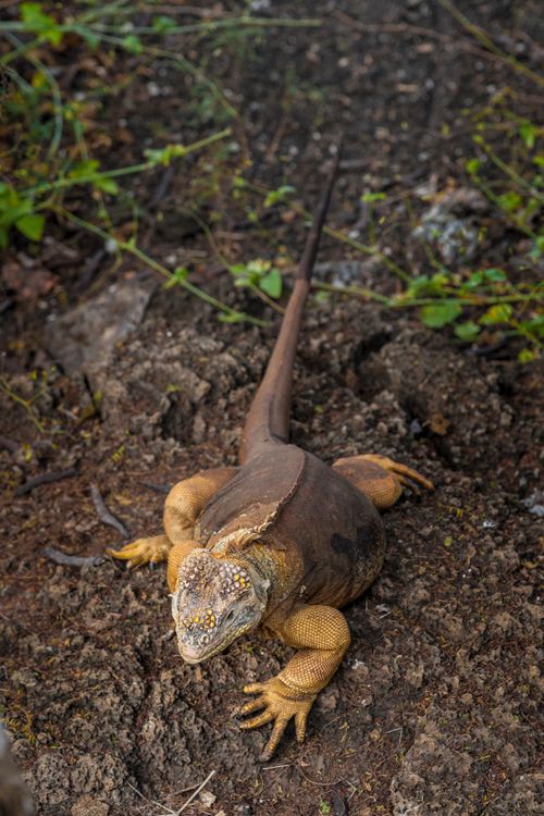 Free Galápagos land iguana (Conolophus subcristatus) on volcanic ground, Galápagos Islands. Stock Photo
