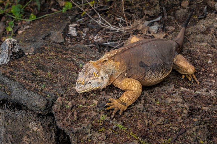 A Galapagos Land Iguana On Rocks