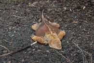 A Galapagos Land Iguana on Rocky Surface