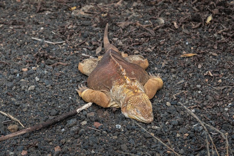 A Galapagos Land Iguana On Rocky Surface