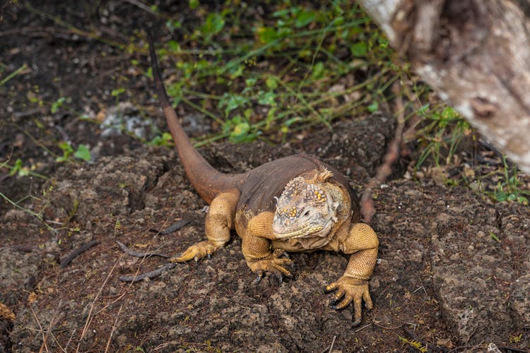 High-Angle Shot Of Galapagos Land Iguana On The Ground
