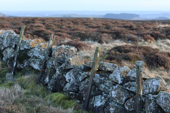 Misty moorland at first light, photo by Normunds Ispwich on Pexels