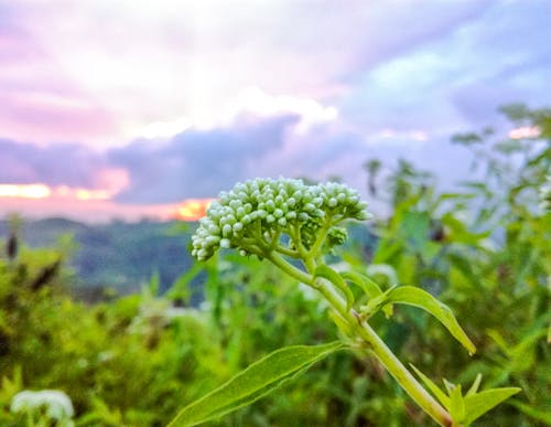 傍晚天空, 美麗的花朵 的 免费素材图片