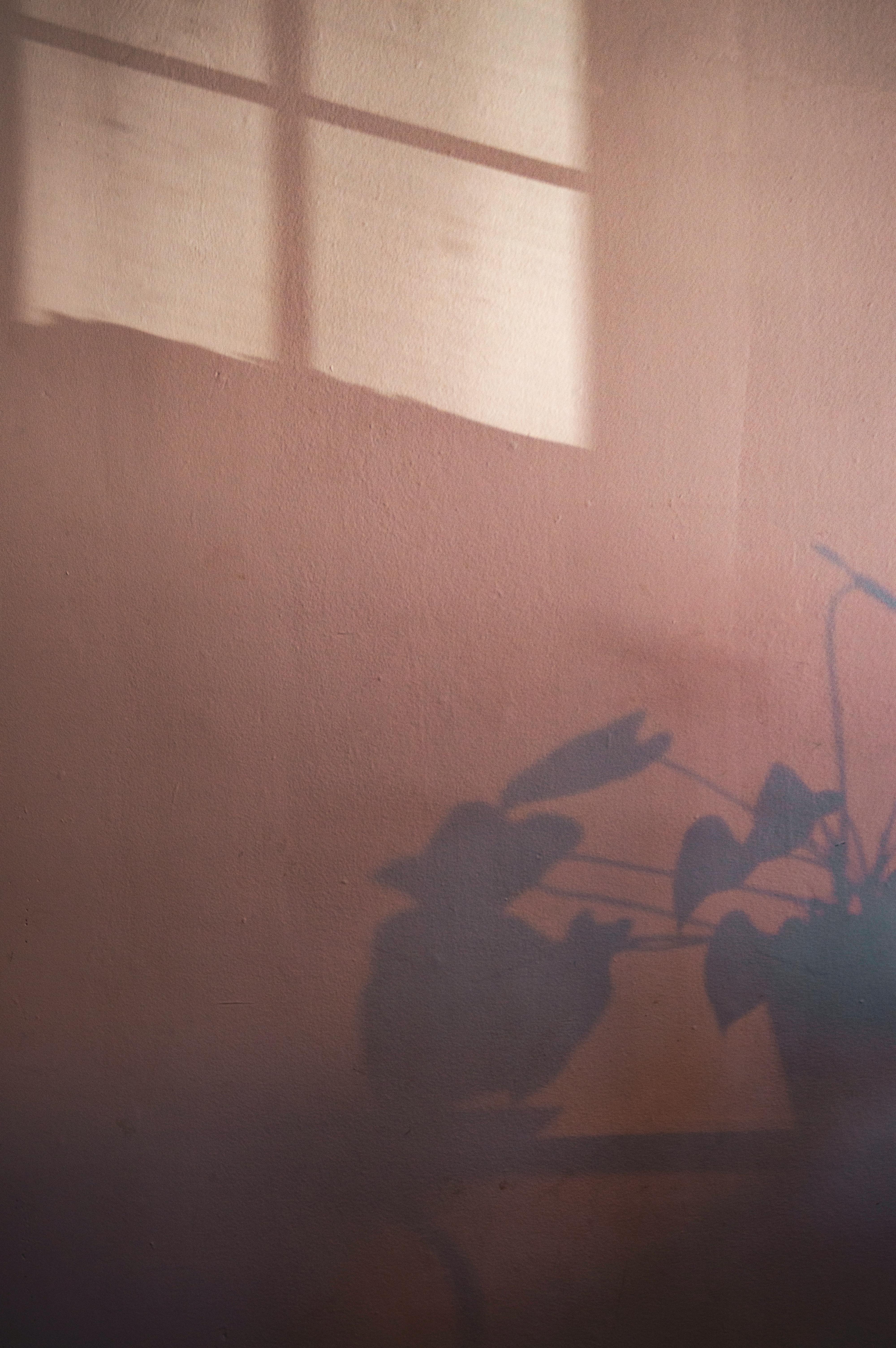 Silhouette of a potted plant against a warmly lit wall with window shadows.