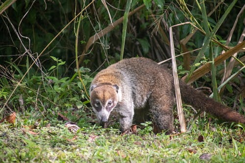 Foto stok gratis binatang, coati, liar