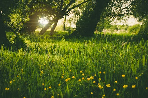 Herbe Verte Dans La Forêt