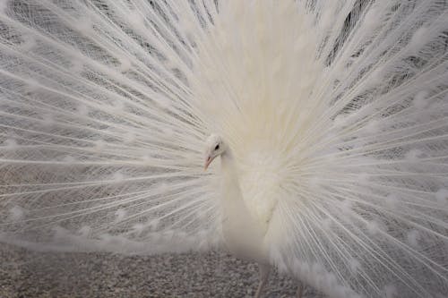 White Peacock Spreading its Tail