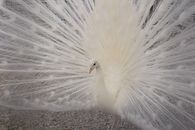 White Peacock on Brown Ground