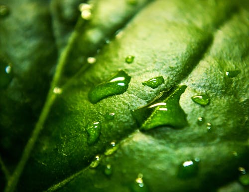 Foto De Cerca Una Hoja Verde Húmeda De Agua