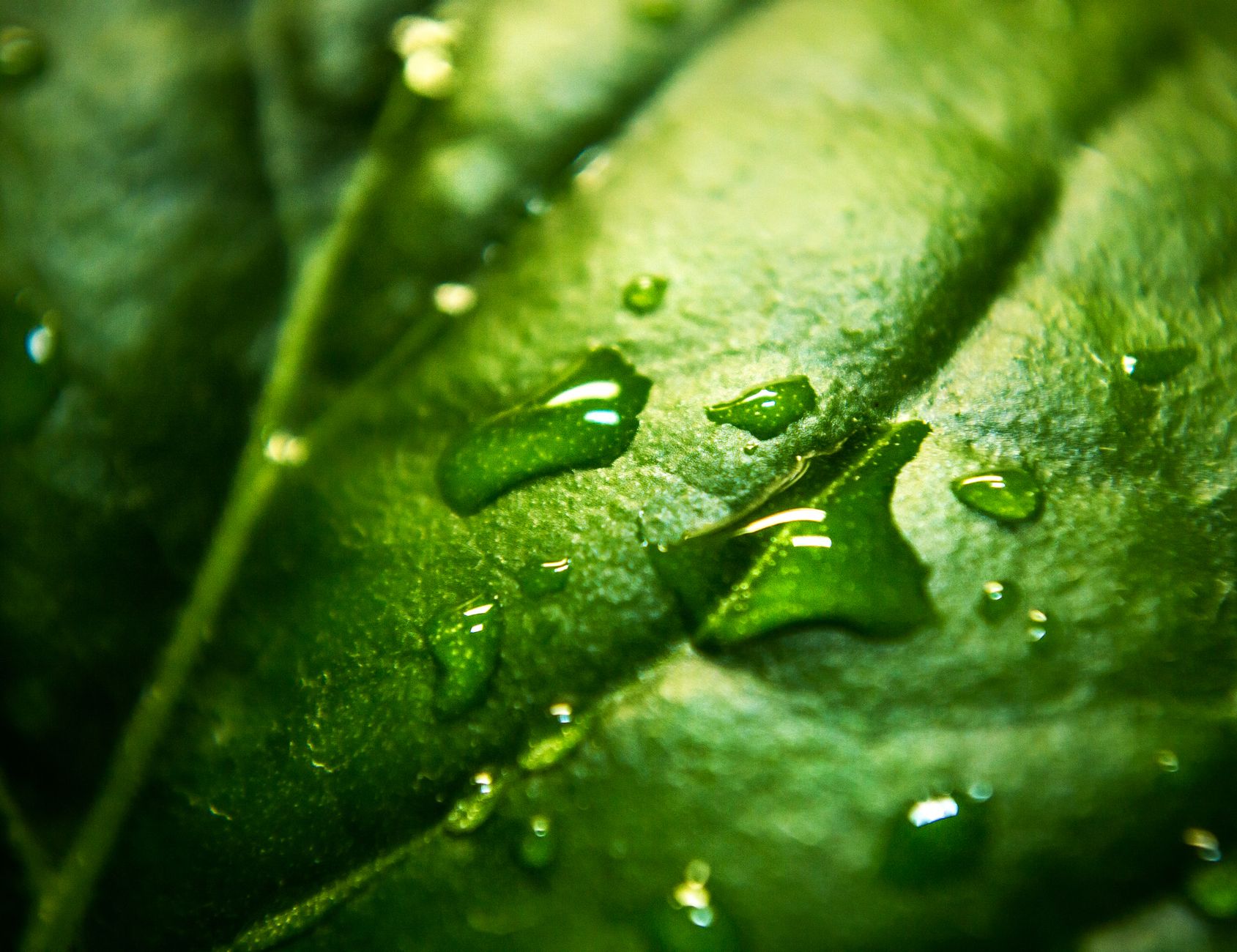 Liquid Chlorophyll: Benefits, Risks, and What You Need to Know