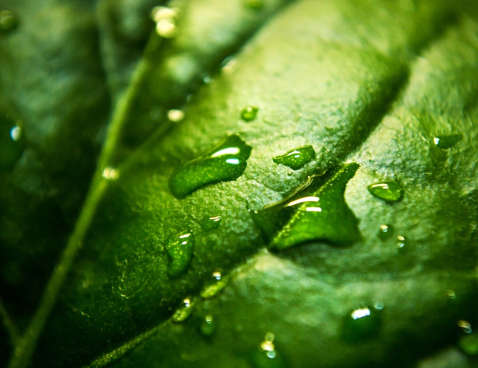 grátis Foto De Close Up Uma Folha Verde úmida De água Foto profissional