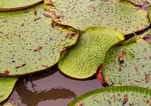 Free Large green water lily pads floating on a pond surface with reflections. Stock Photo