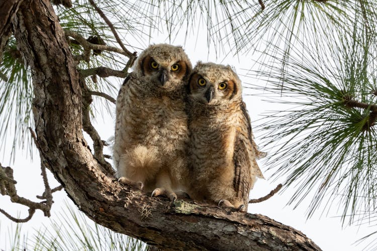 Brown Owls On Tree Branch