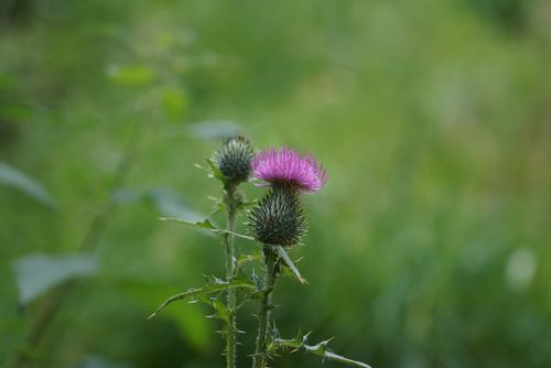 Free A detailed close-up of a purple milk thistle flower with blurred green background. Stock Photo