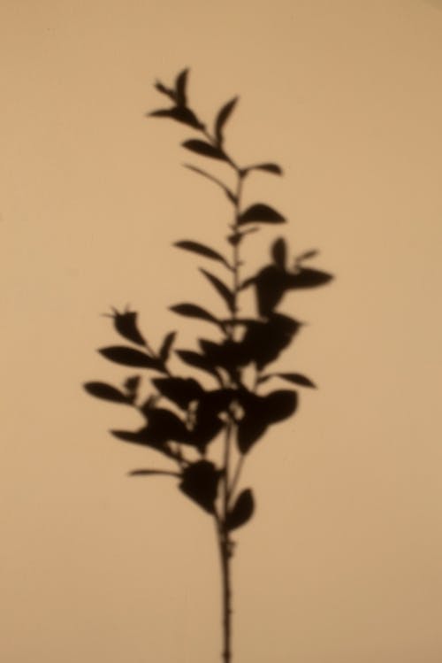 Free Silhouette of Plant Stock Photo