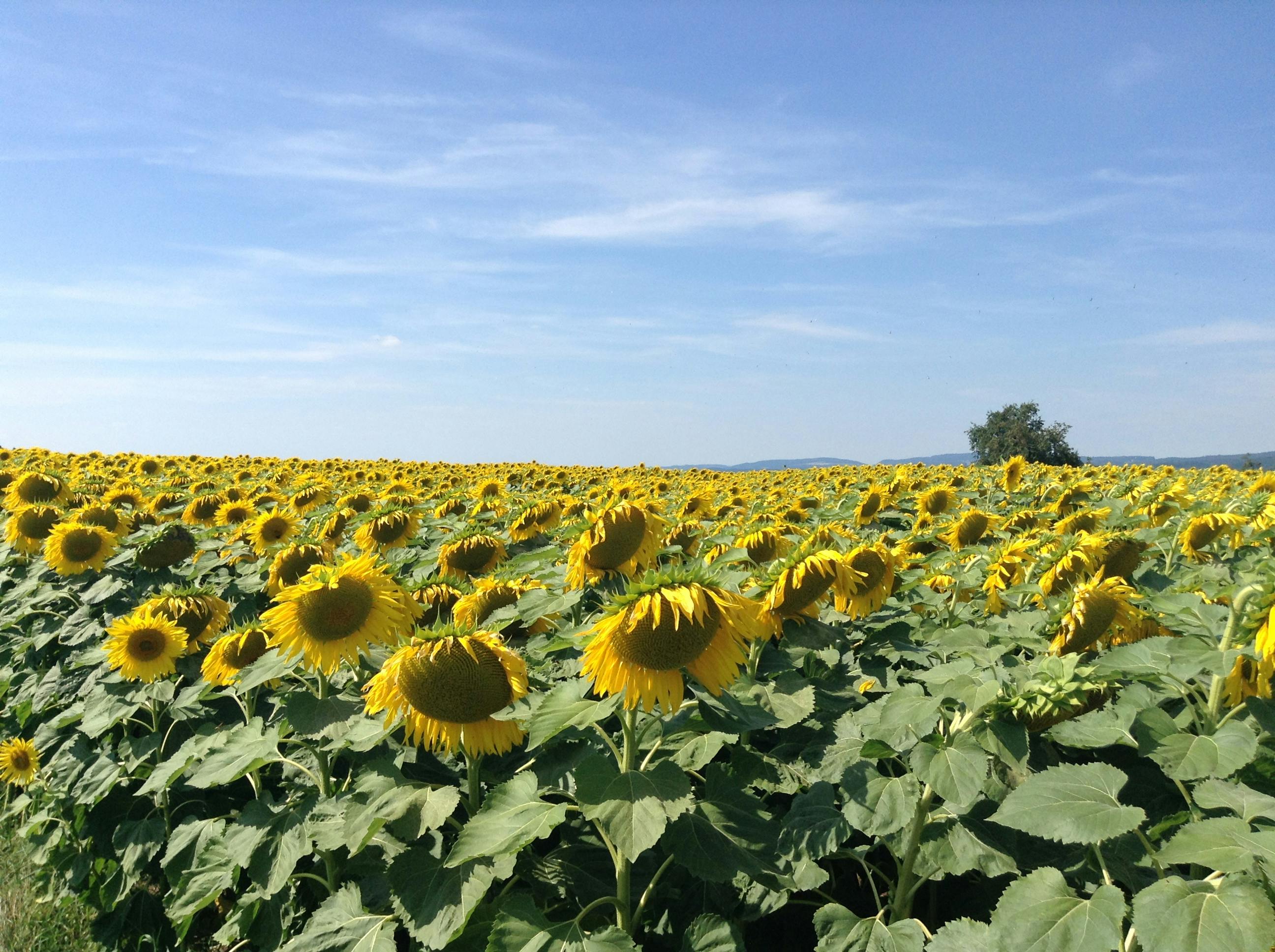 Đồng hồ và máy bay