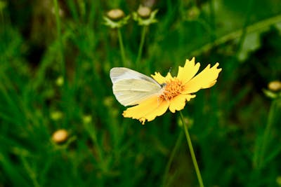 Рамен с курицей