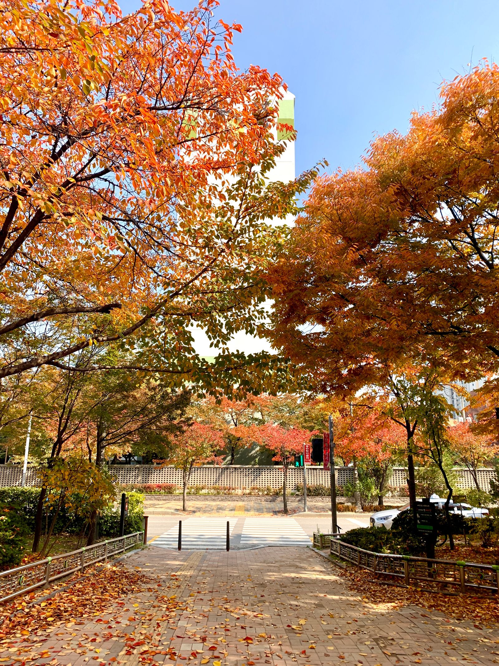 Doje Clinic Seoul in Apgujeong and Cheongdam