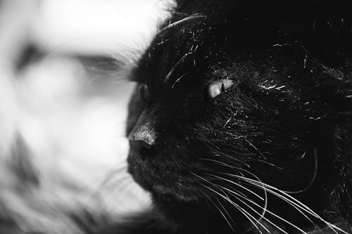 Zwarte Lange Vacht Kat Grijstinten Fotografie