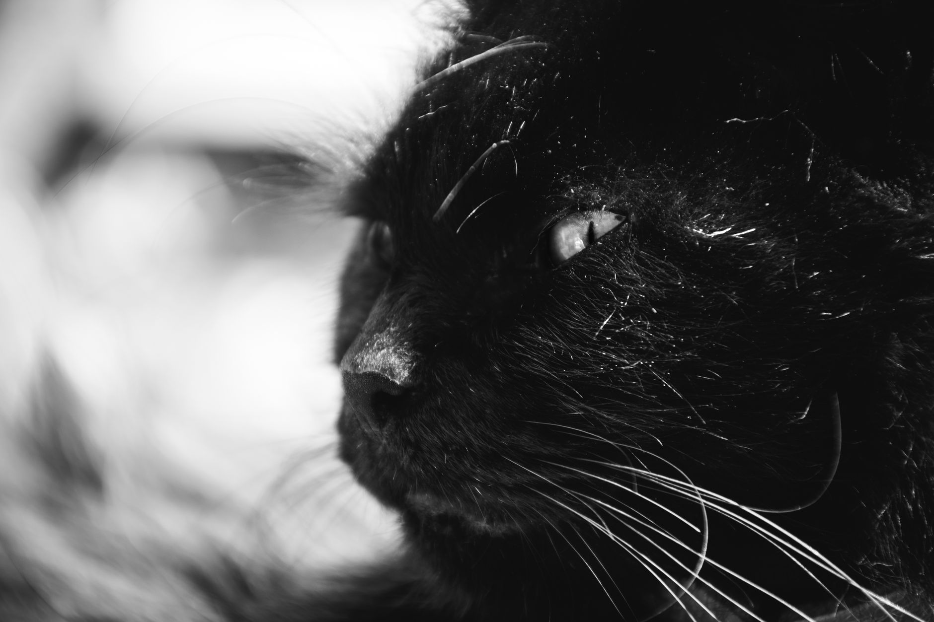 Portrait of a cat at a veterinary clinic