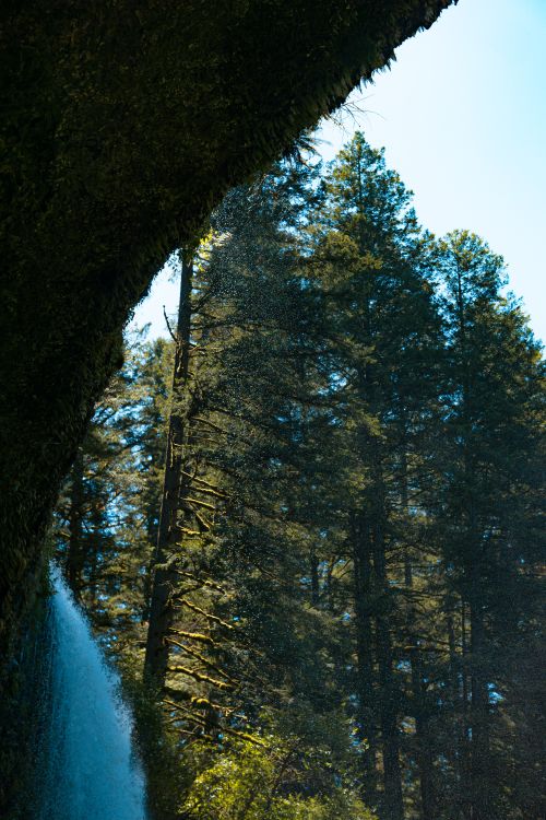 Free Sunlit forest with a cascading waterfall surrounded by towering trees, capturing nature's serenity. Stock Photo