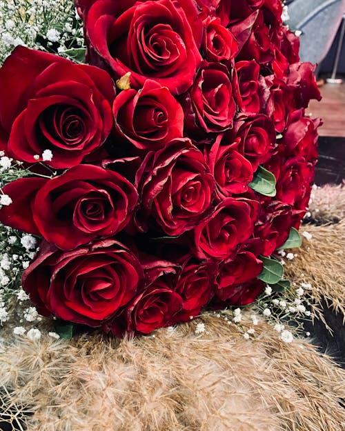 Бесплатное стоковое фото с gül, güller, Красная роза