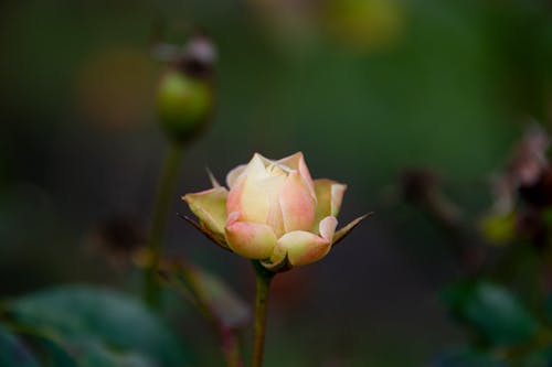 Rose Flower in Close-up shot