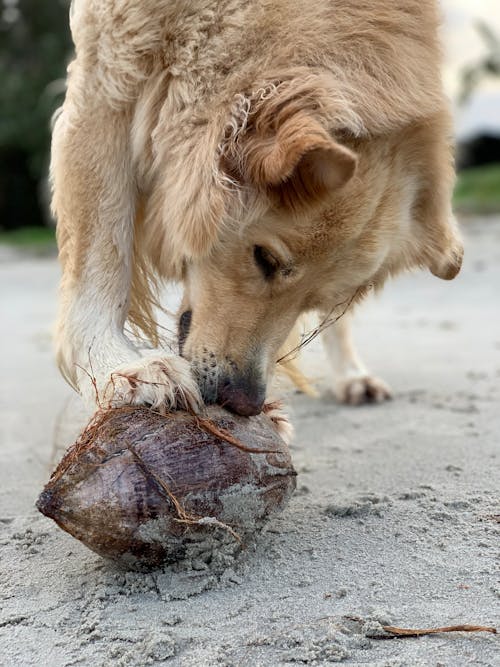 Foto profissional grátis de ácido, animal, animal de estimação