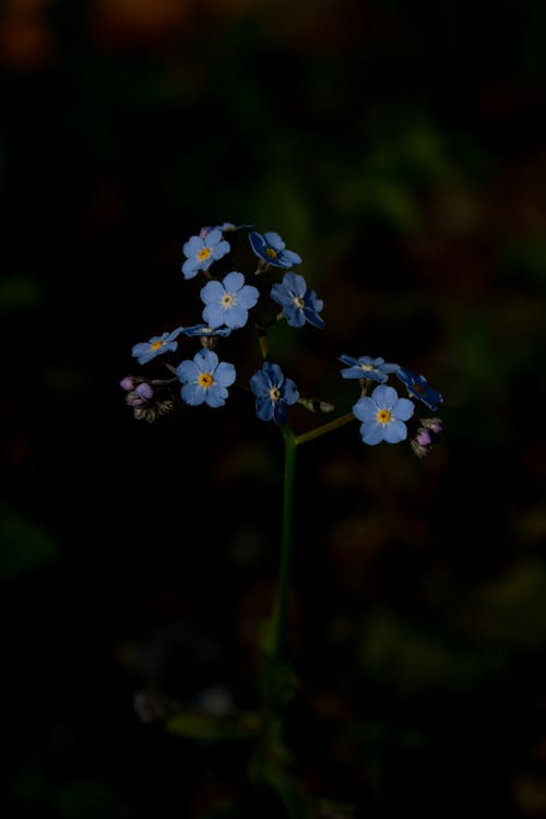 Blue Flowers in Tilt Shift Lens