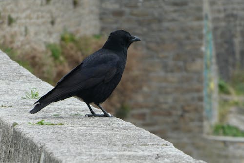 Foto d'estoc gratuïta de au posada, corneille, ocell negre