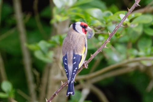 Bird Perched on Spiky Plant