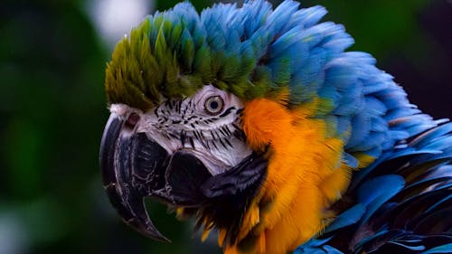 Free Blue Yellow and Green Parrot Stock Photo