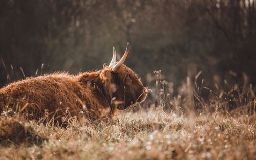 Free A Highland cow with majestic horns rests peacefully in a sunlit rural field. Stock Photo